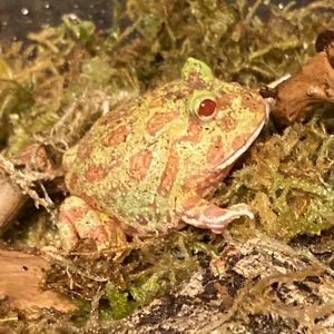 Meet your Posher, Colt